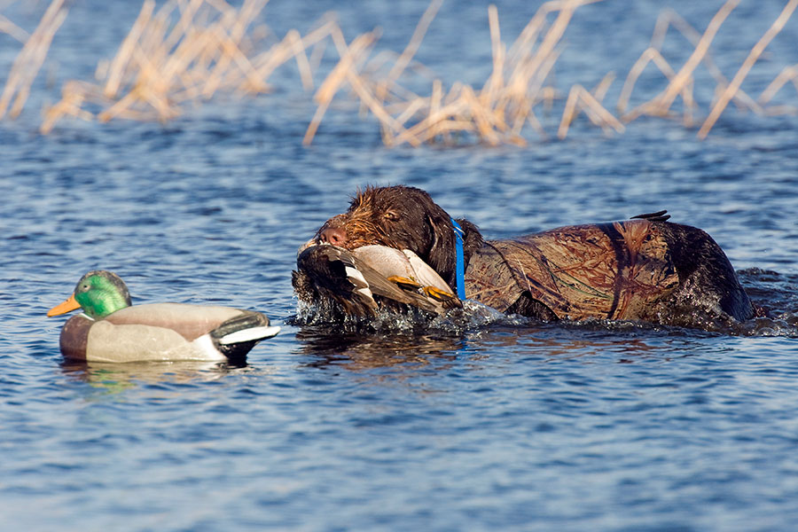 Waterfowl Hunting in Minnesota at Eagle Nest Lodge