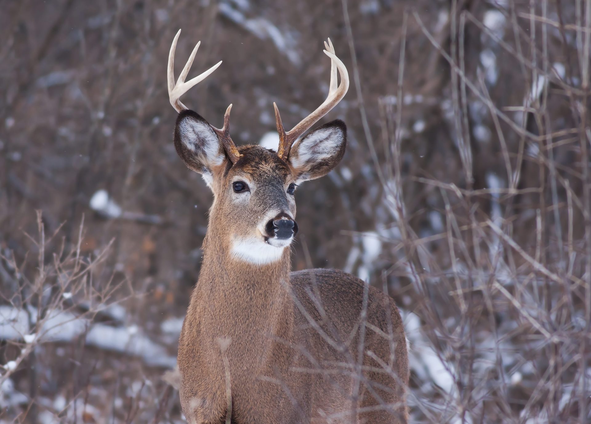 Minnesota deer hunting for whitetailed-deer-buck-standing-winter